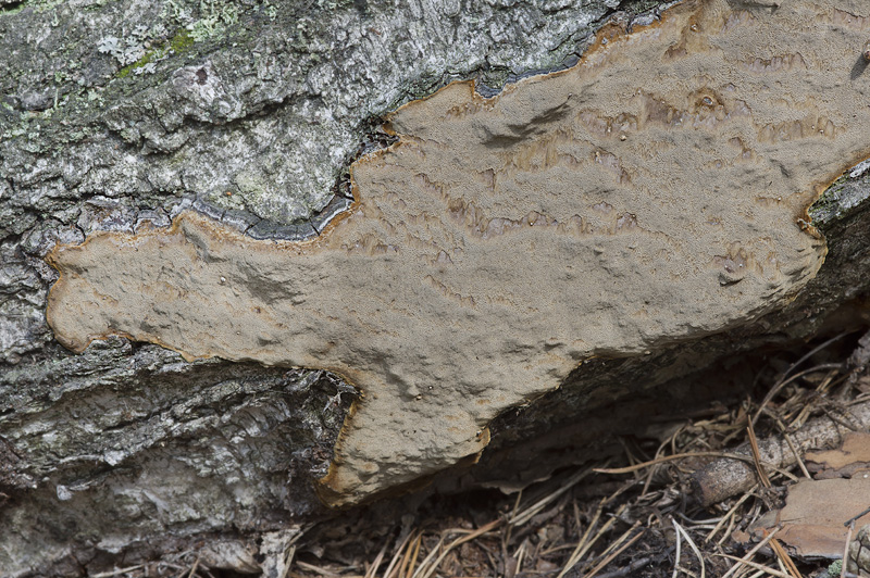 Phellinus laevigatus